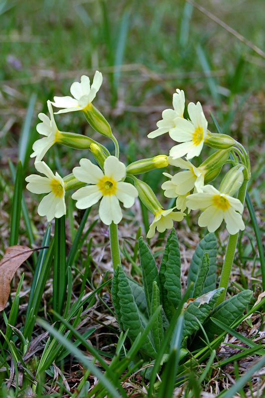 Primula veris  del Sengio Alto -  Primula x tommasinii